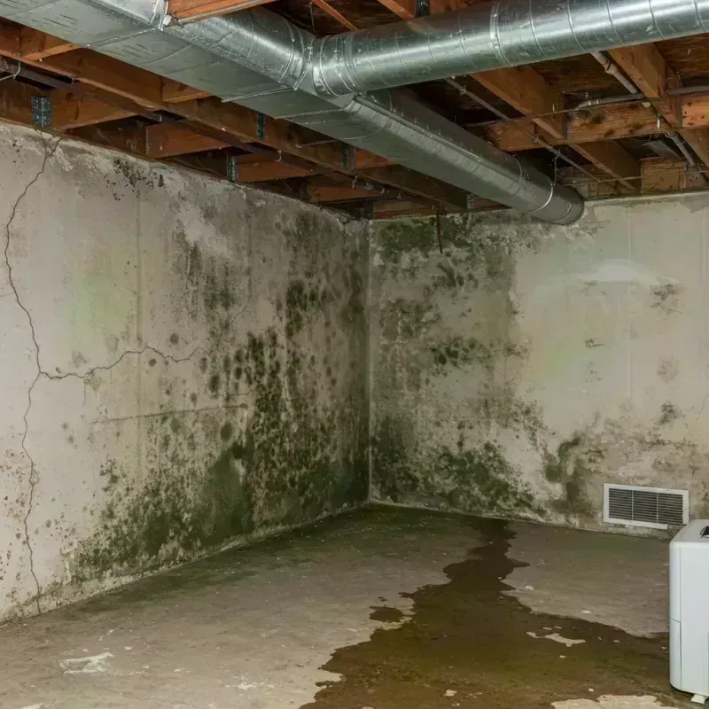 Professional Mold Removal in East Alton, IL